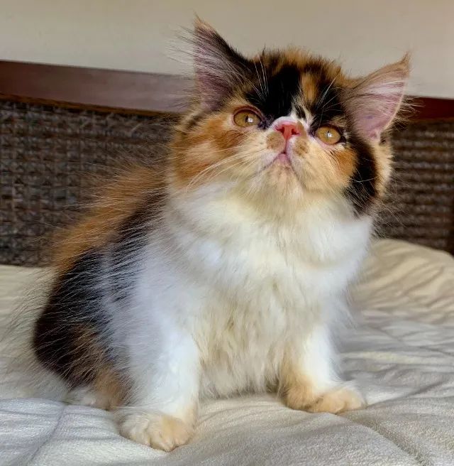 Top Show De Gata Persa filhote Feméa tricolor pelo longo extremada,C/80 Dias Super Linda. - Foto 4