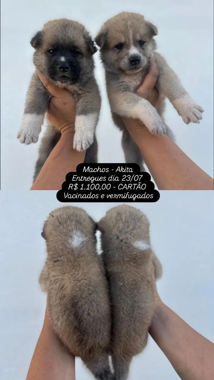 Filhotes Akita