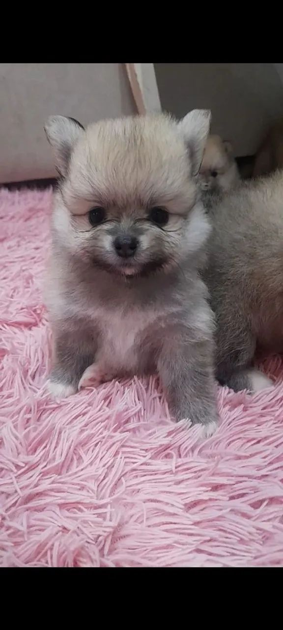 lulu da pomerania fêmea 3,500