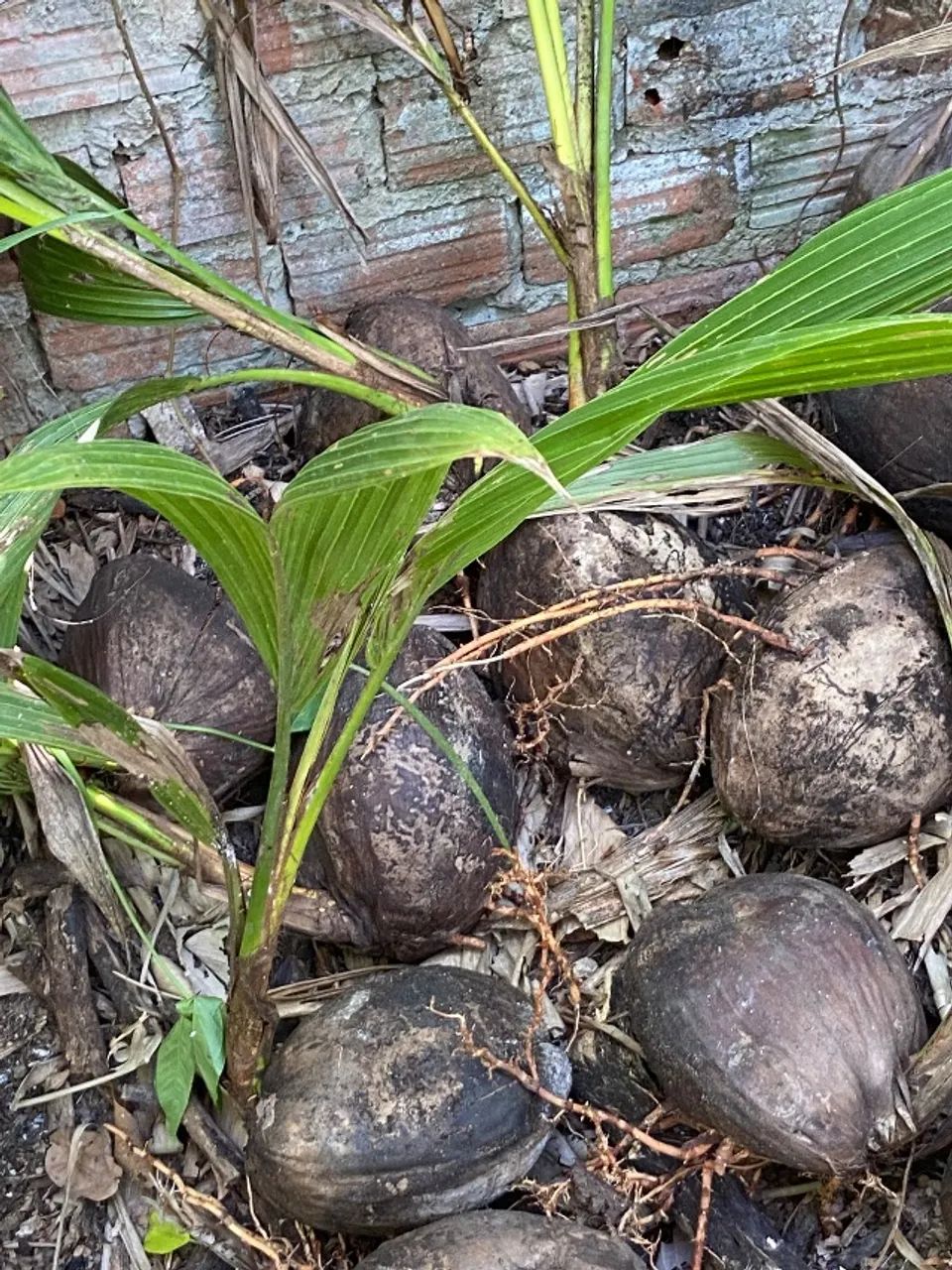 Pé de coco  - Foto 3