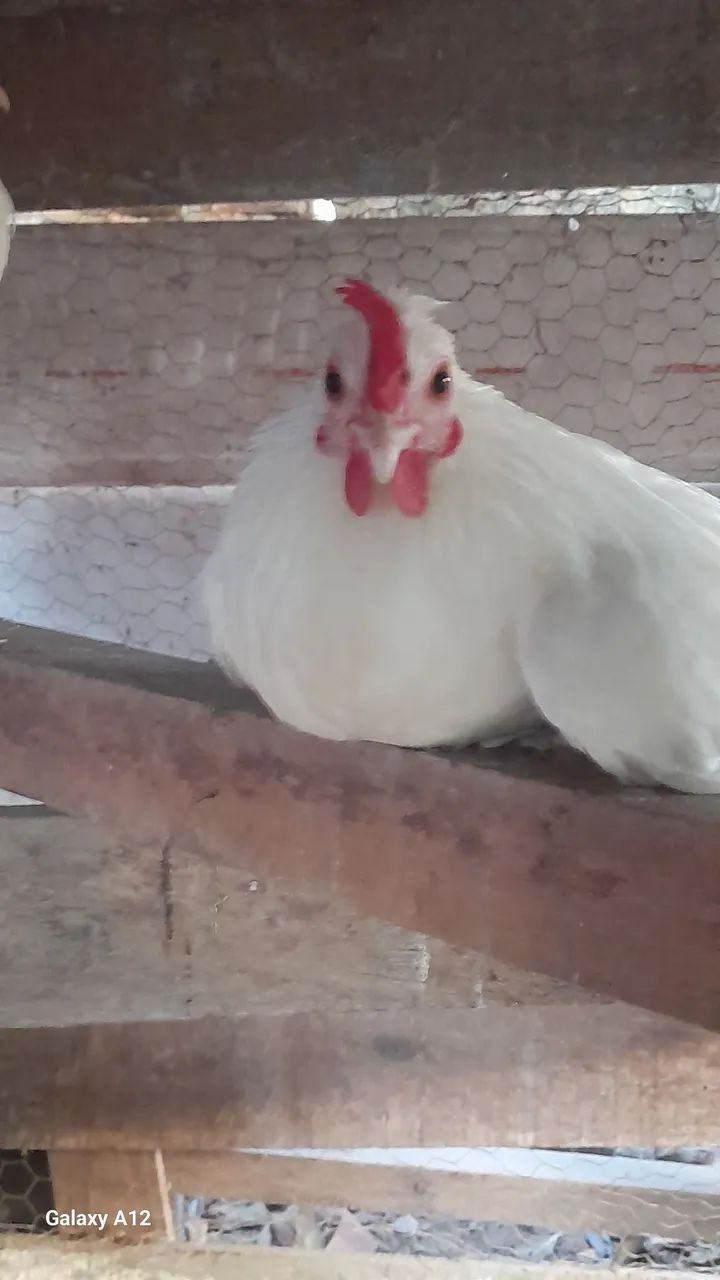Galo garnize 