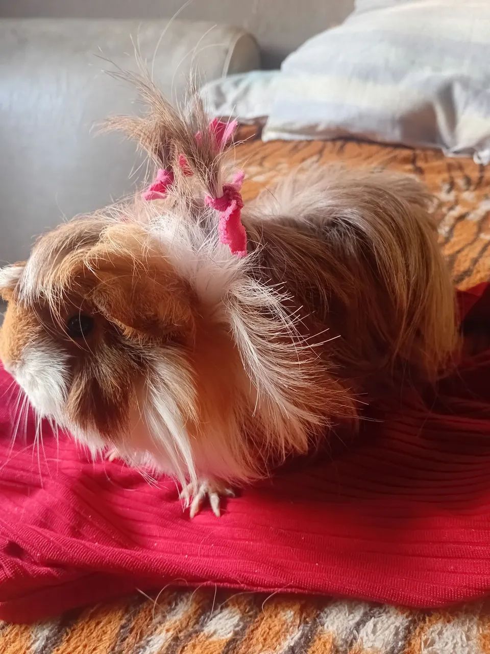 Porquinho peruano pra vender