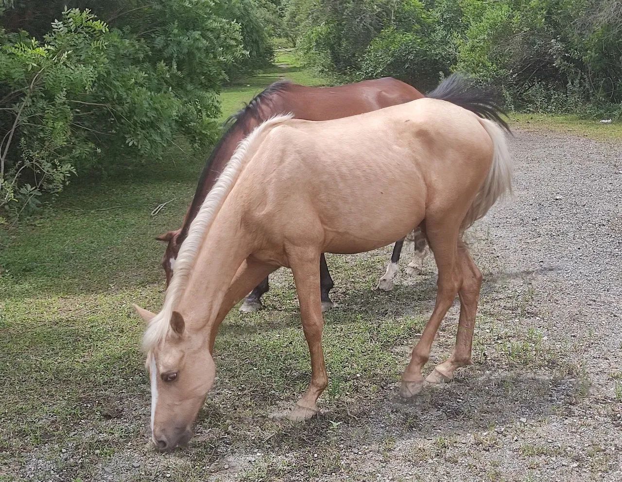 Potra baia  - Foto 3