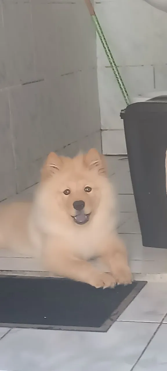 Filhote Chow Chow