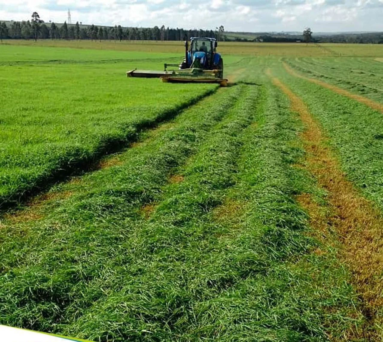 Vendo feno tipo Apré secado entrego sem custo de frete - Foto 3