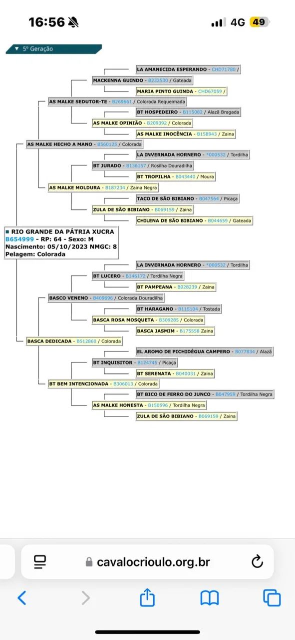 Potro crioulo  - Foto 2