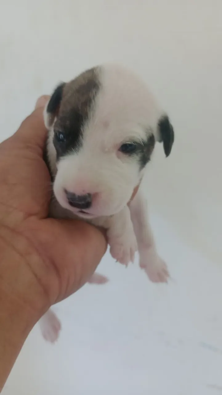 Filhote de PitbullAmerica