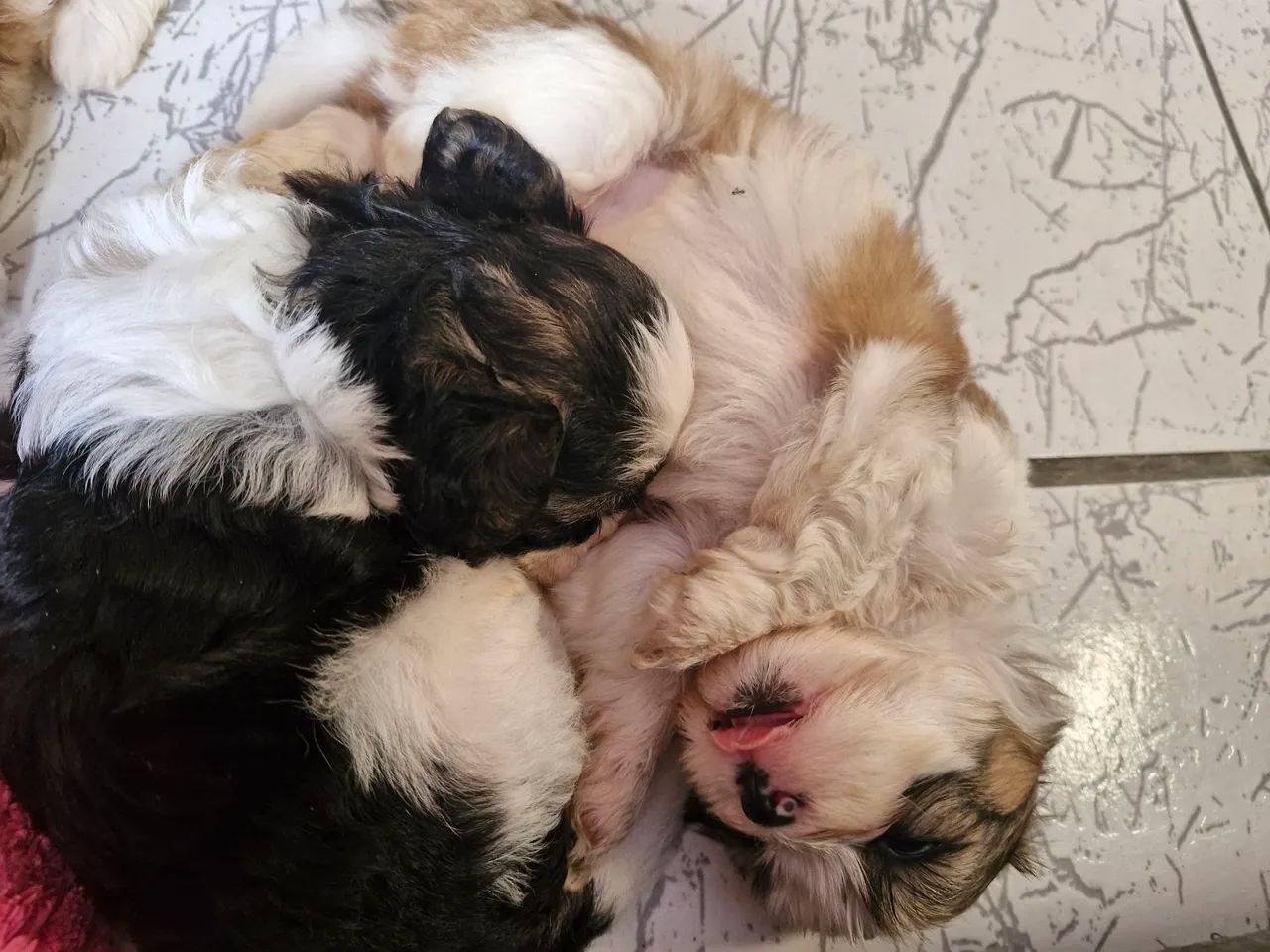 Filhotes de Shih Tzu a venda - Foto 3