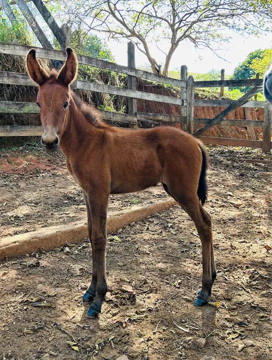 Jumento Pega Marchador - Foto 4