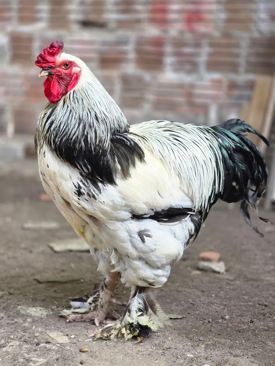 GALO BRAHMA