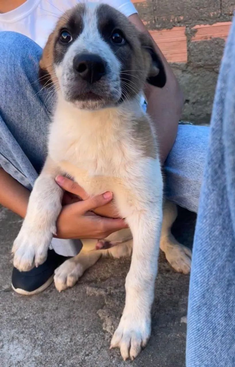 Filhote de cachorro-doação 