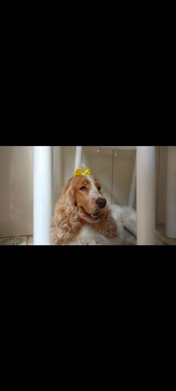 Coker spaniel  - Foto 3