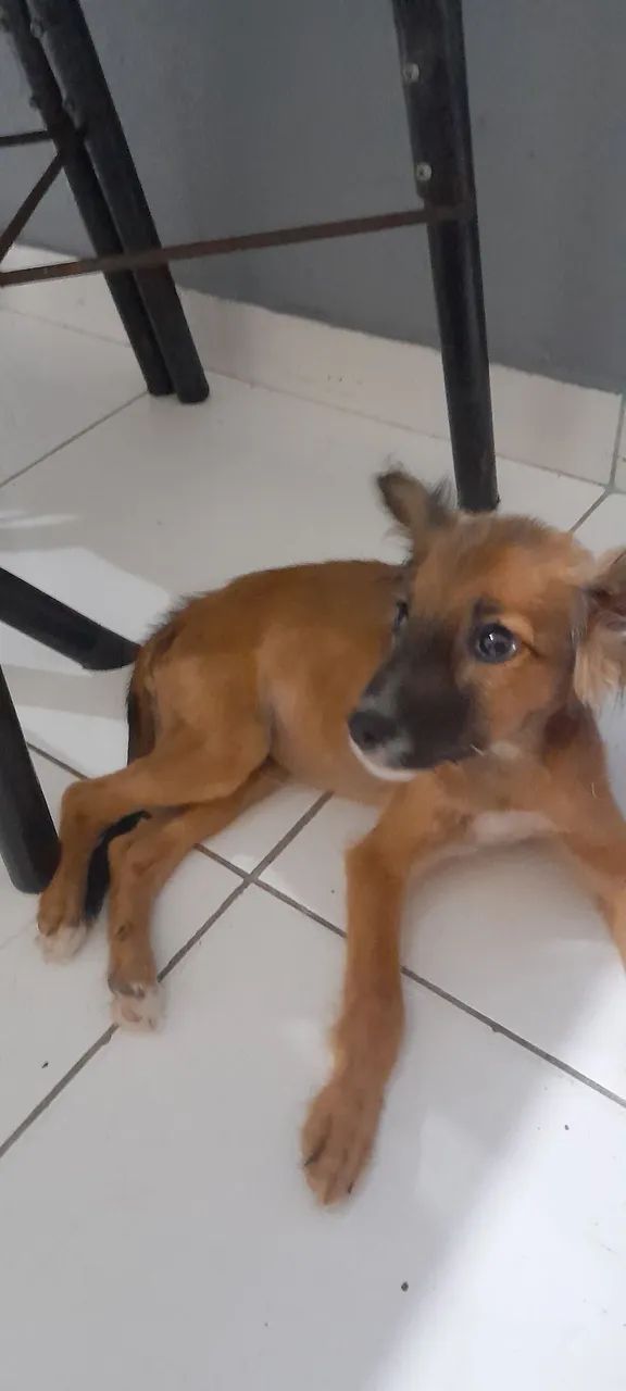 Cachorro encontrado - precisa de um lar! - Foto 5