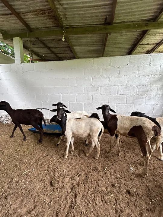 Carneiros e Ovelhas santa Inês  - Foto 3