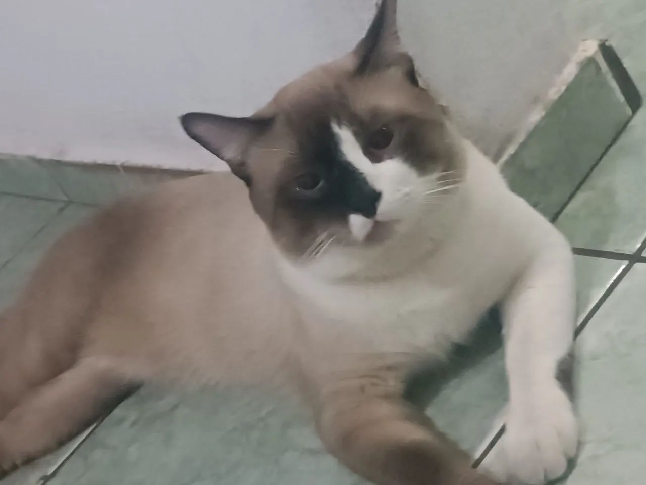Doação gato siamês 