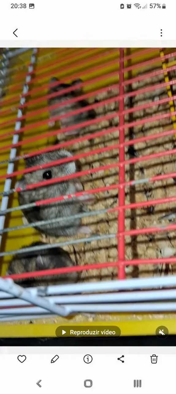 Hamster anão russo 