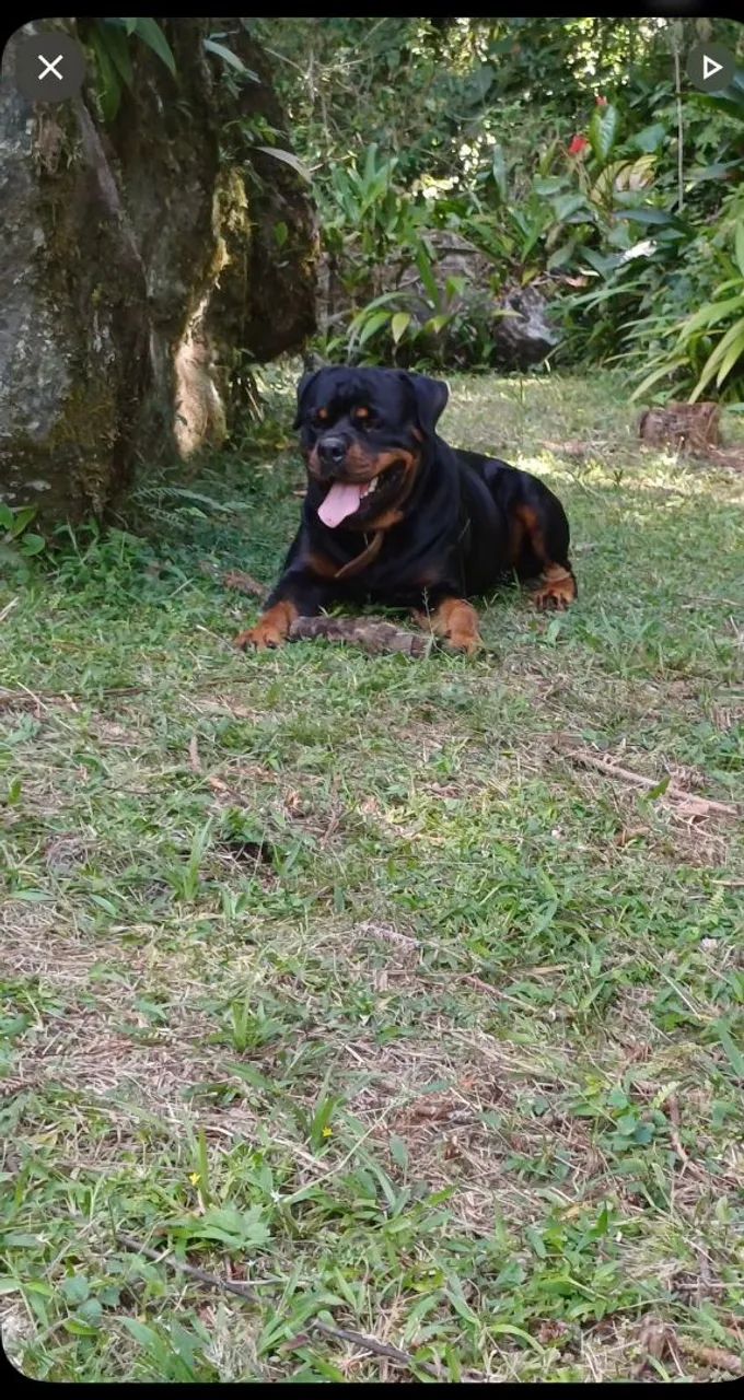 Filhotes de Rottweiler
