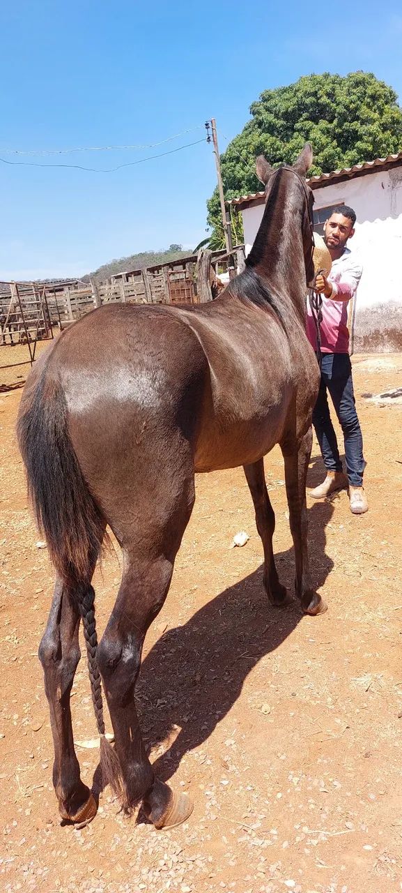 Égua marcha picada - Foto 4