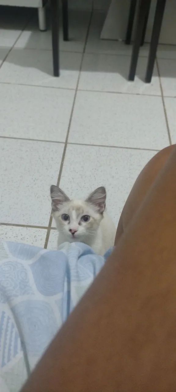 Gatinho lindo e carinhoso - Foto 5