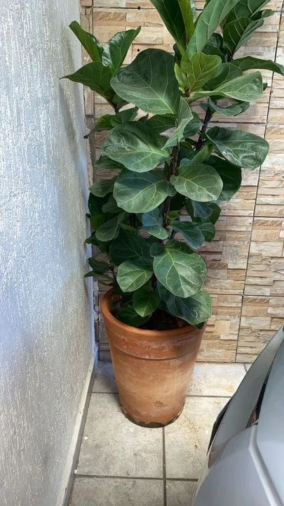 Ficus Lyrata a pronta entrega - grande,linda e cheia acompanha vaso de barro 