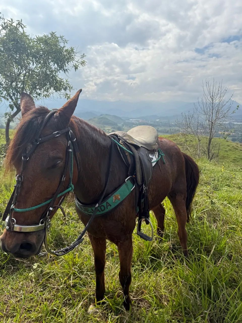 Cavalo quarto de milha  - Foto 2