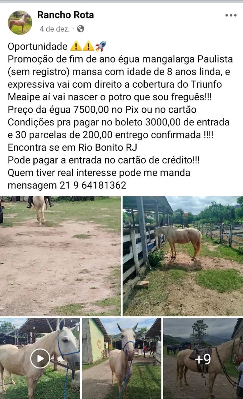 Vendo animais  - Foto 3