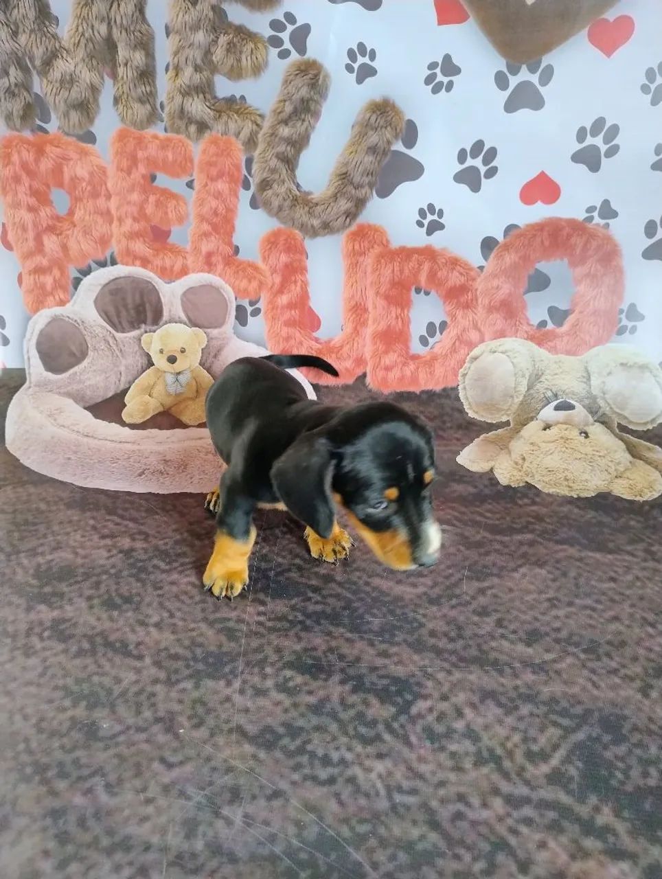 Filhote de Basset macho disponível  - Foto 3
