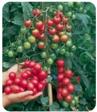 MUDA DE TOMATE CEREJA  - Foto 3