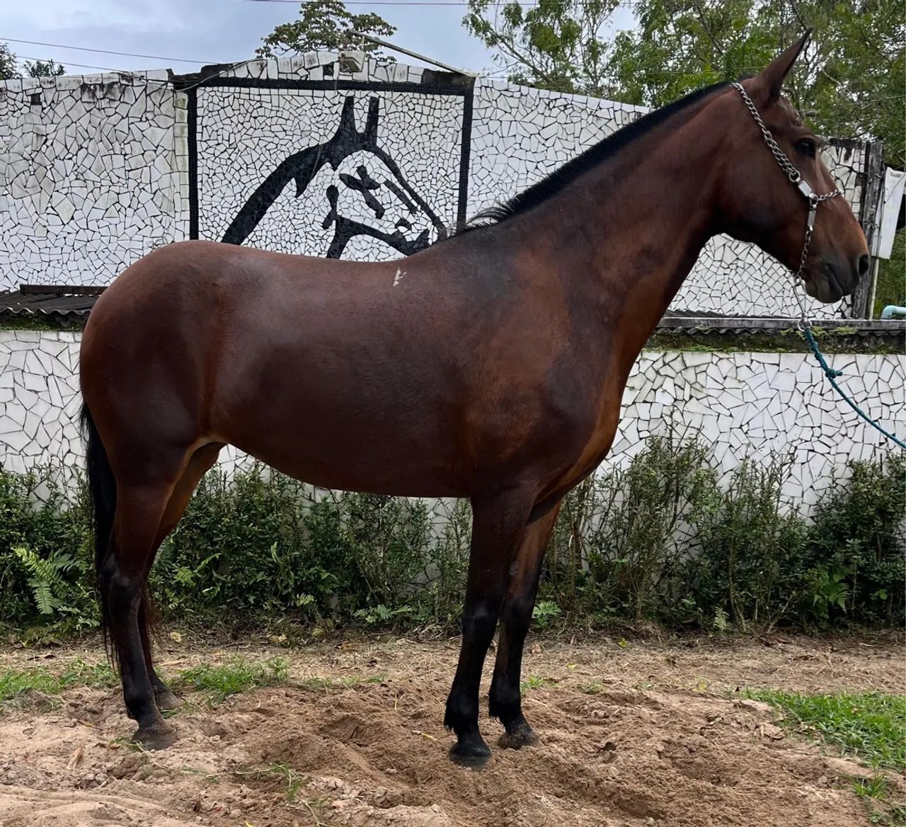 ÉGUA LINDA SHOW DE MARCHA PICADA - Foto 2