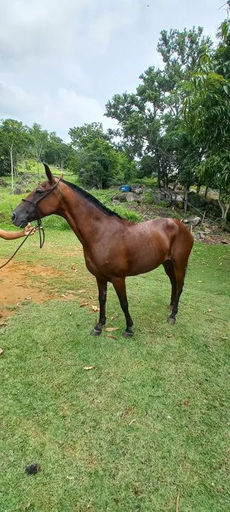 Cavalo Mangalarga Marchador - Foto 6