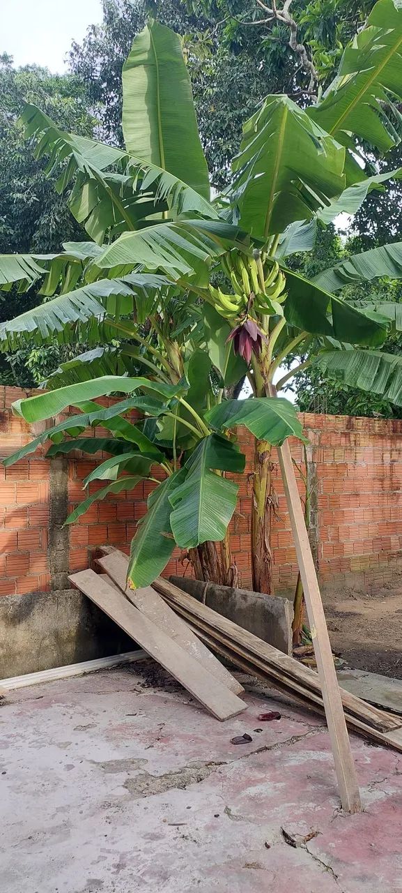Foto - Manaus - Colônia Terra Nova