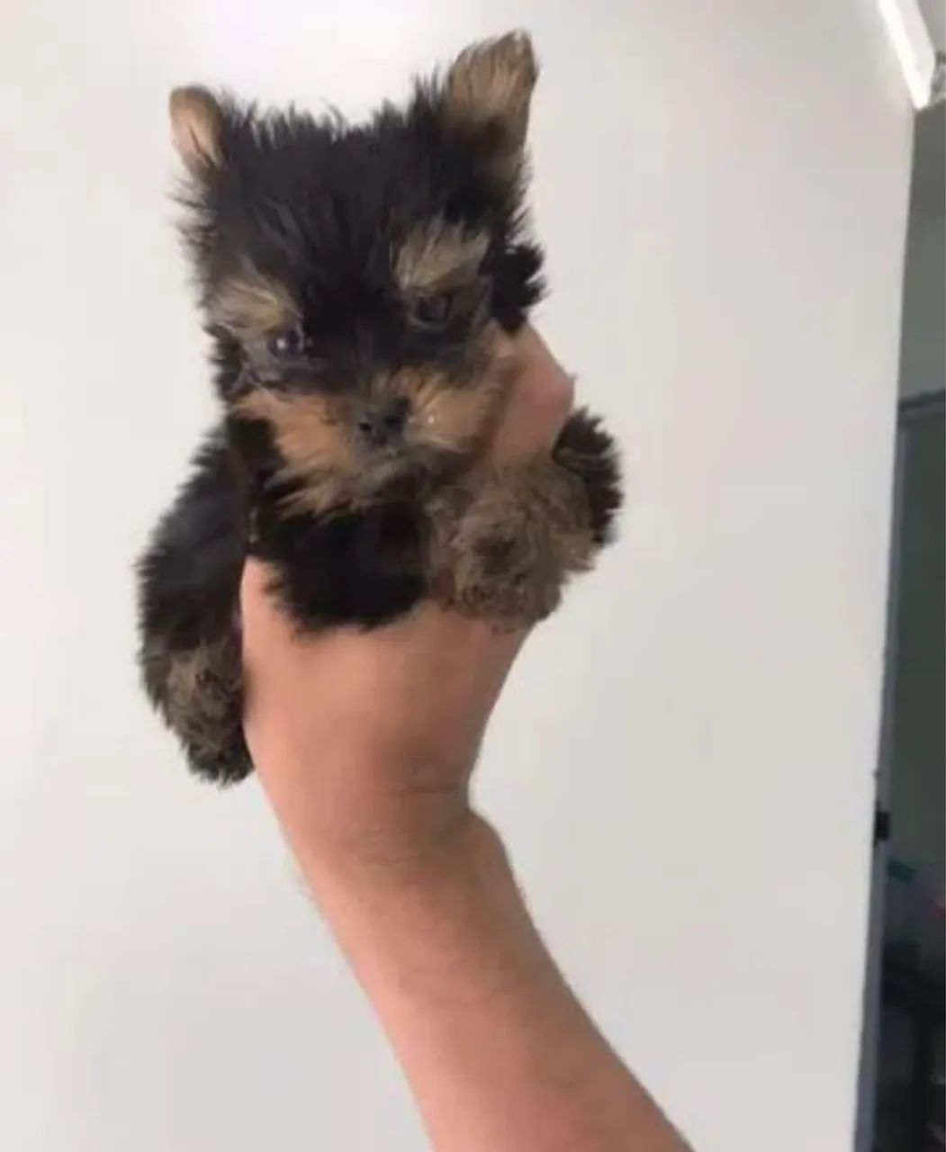 Filhote de Yorkshire Terrier Mini Cachorros Aclimação, São