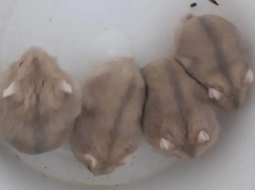 Hamster anão russo  - Foto 2