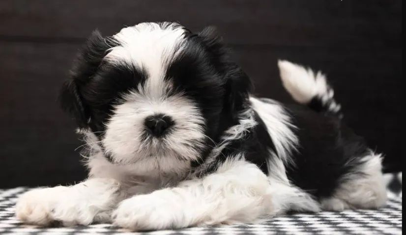 shih tzu preto e branco femea