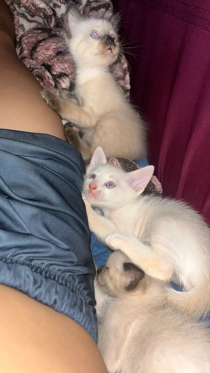 gatinhos para adoção  - Foto 3