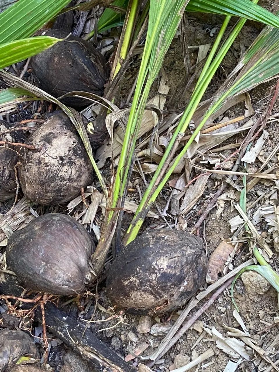 Pé de coco  - Foto 4