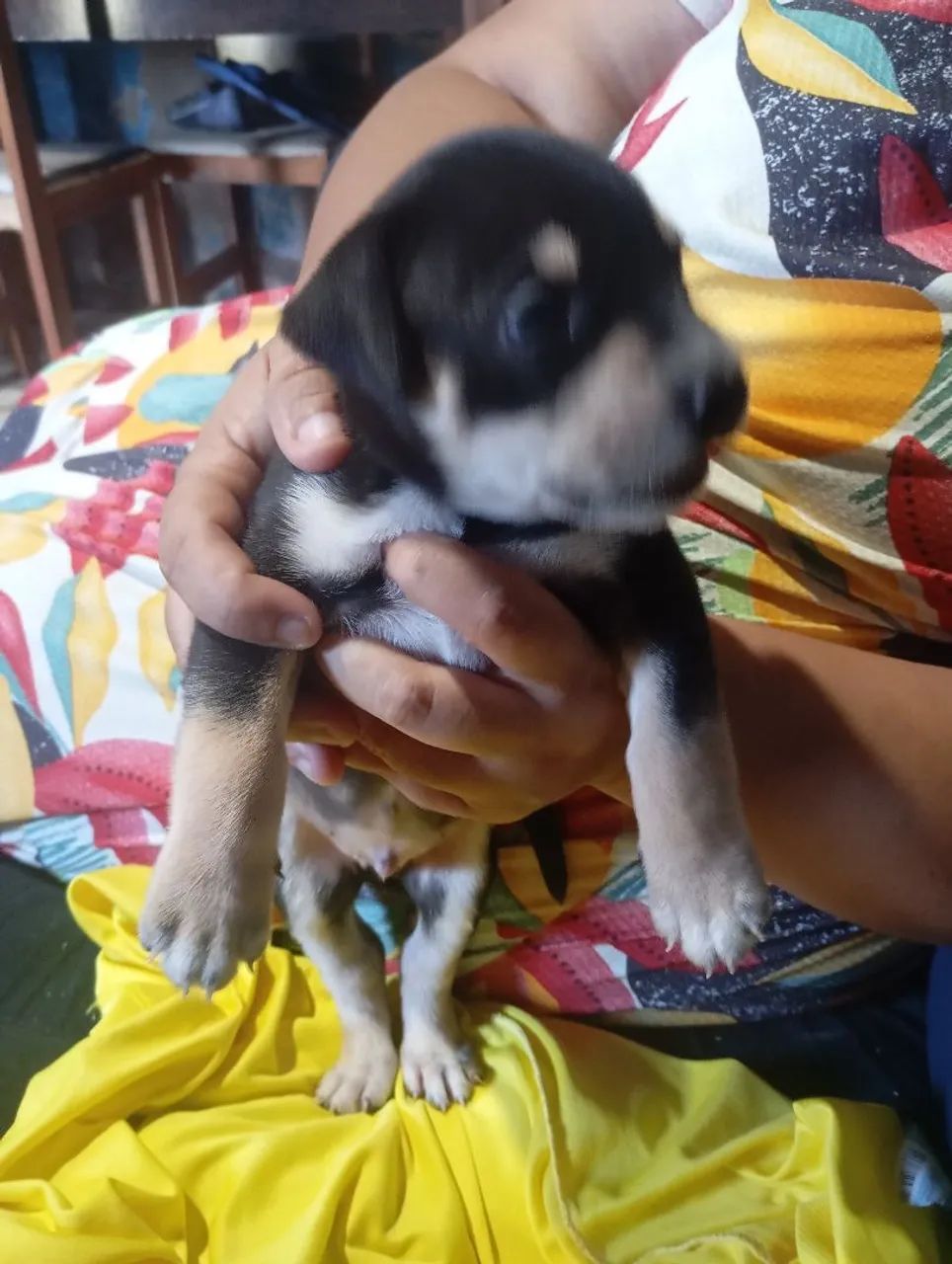 Estou vendendo esse cachorro  - Foto 5