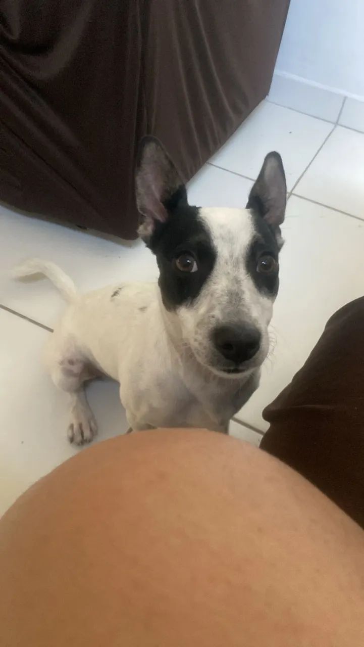 Cachorrinho para doação  - Foto 2