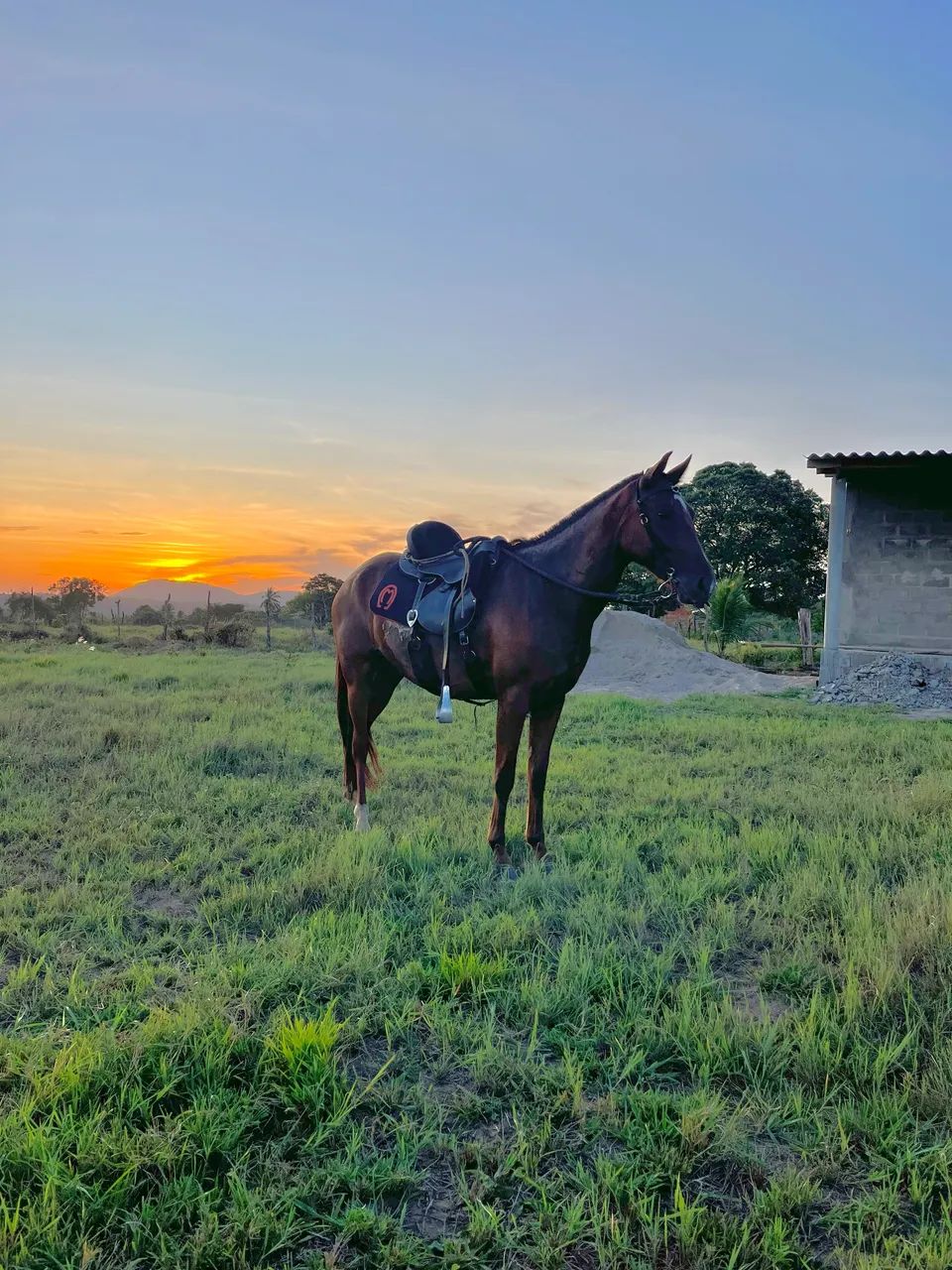 Égua marcha picada  - Foto 3