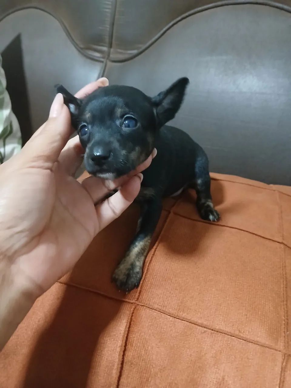 Filhote de pinscher macho