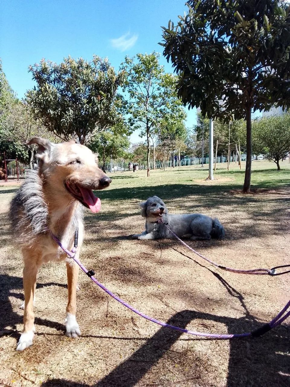 Dog walker, adestrador e Pet sitter  - Foto 5