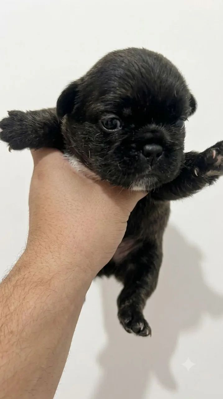 Bulldog francês  - Foto 4
