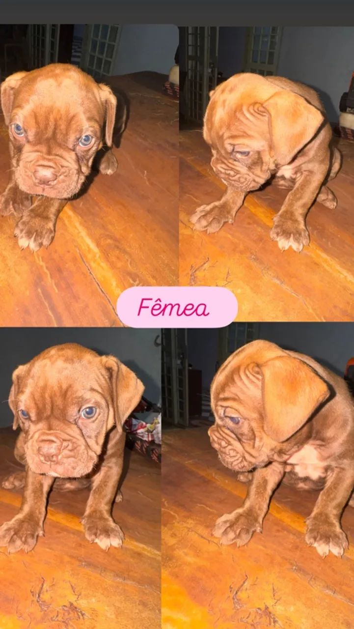 Buldogue campeiro  - Foto 5