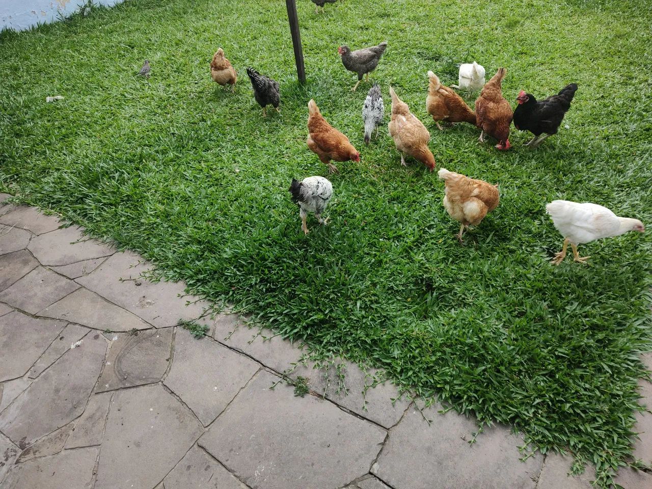 Galinhas - Foto 2