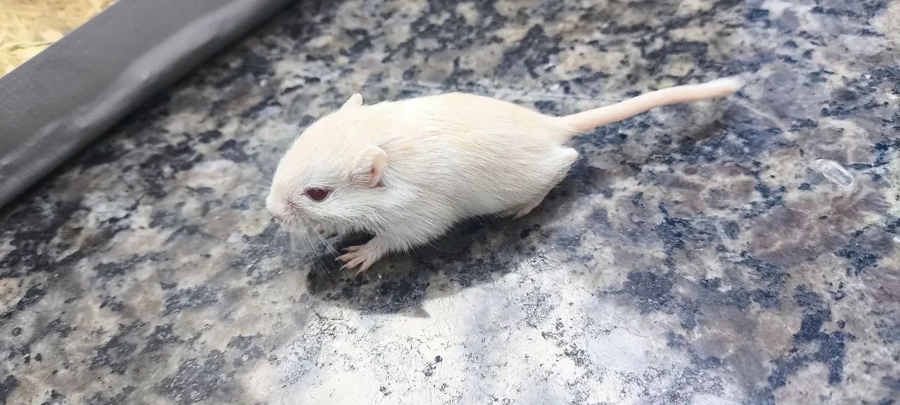 Gerbil Mongólia  - Foto 3