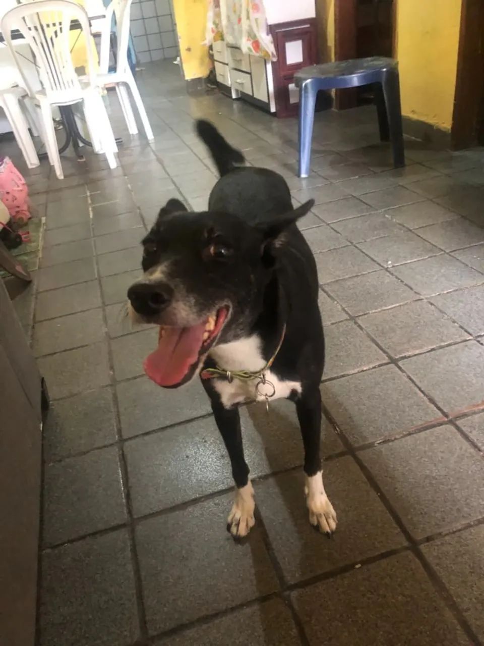 Adoç ão de cão de companhia - Foto 2