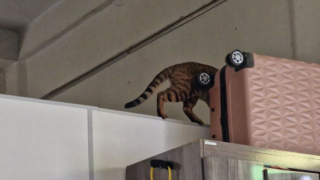 Bengal - Foto 4