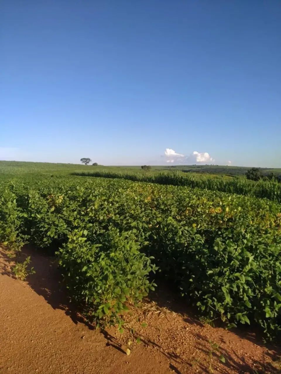 Vendo fazenda uberaba Uberlândia - Foto 3