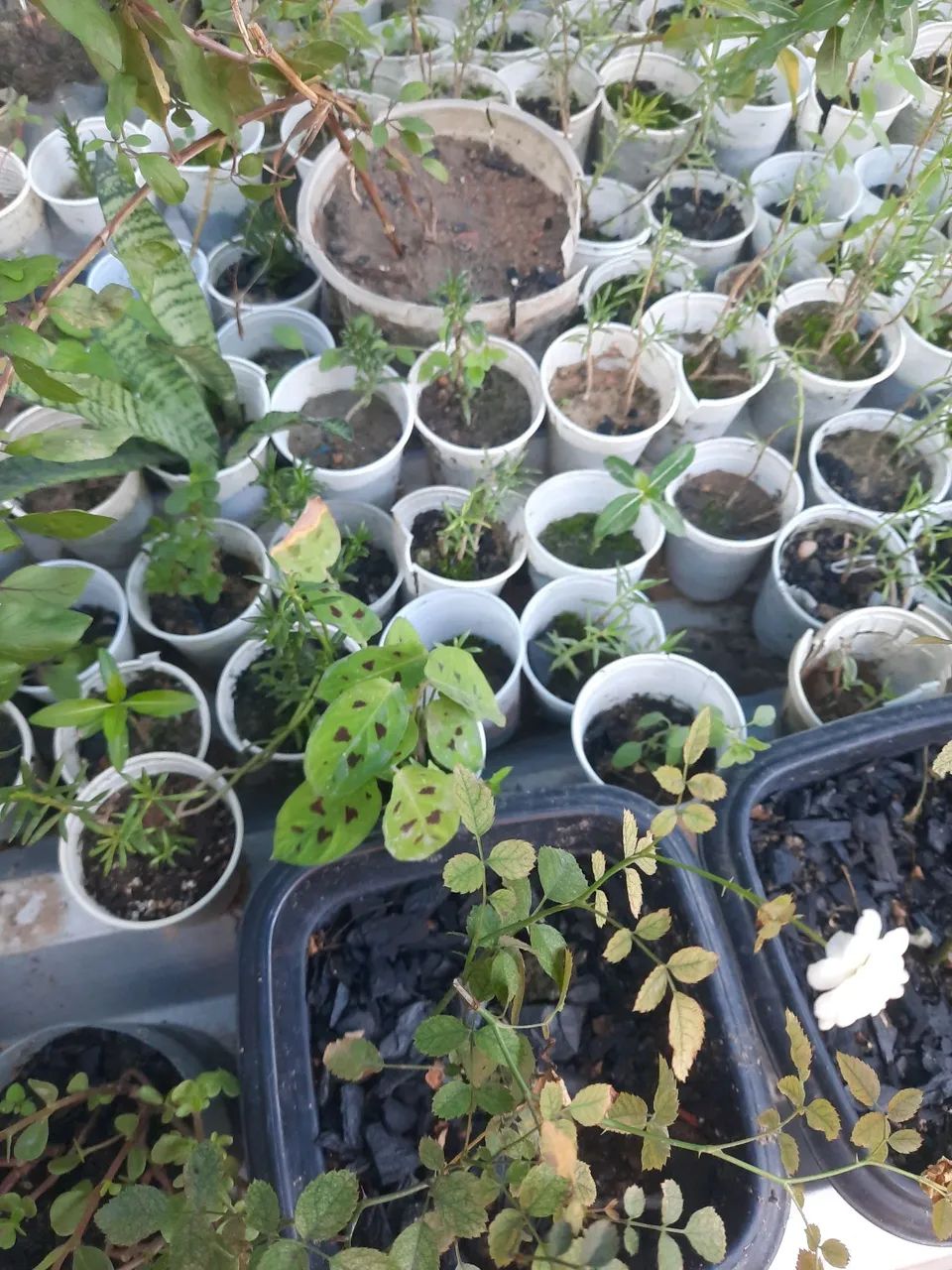Plantas - Foto 3