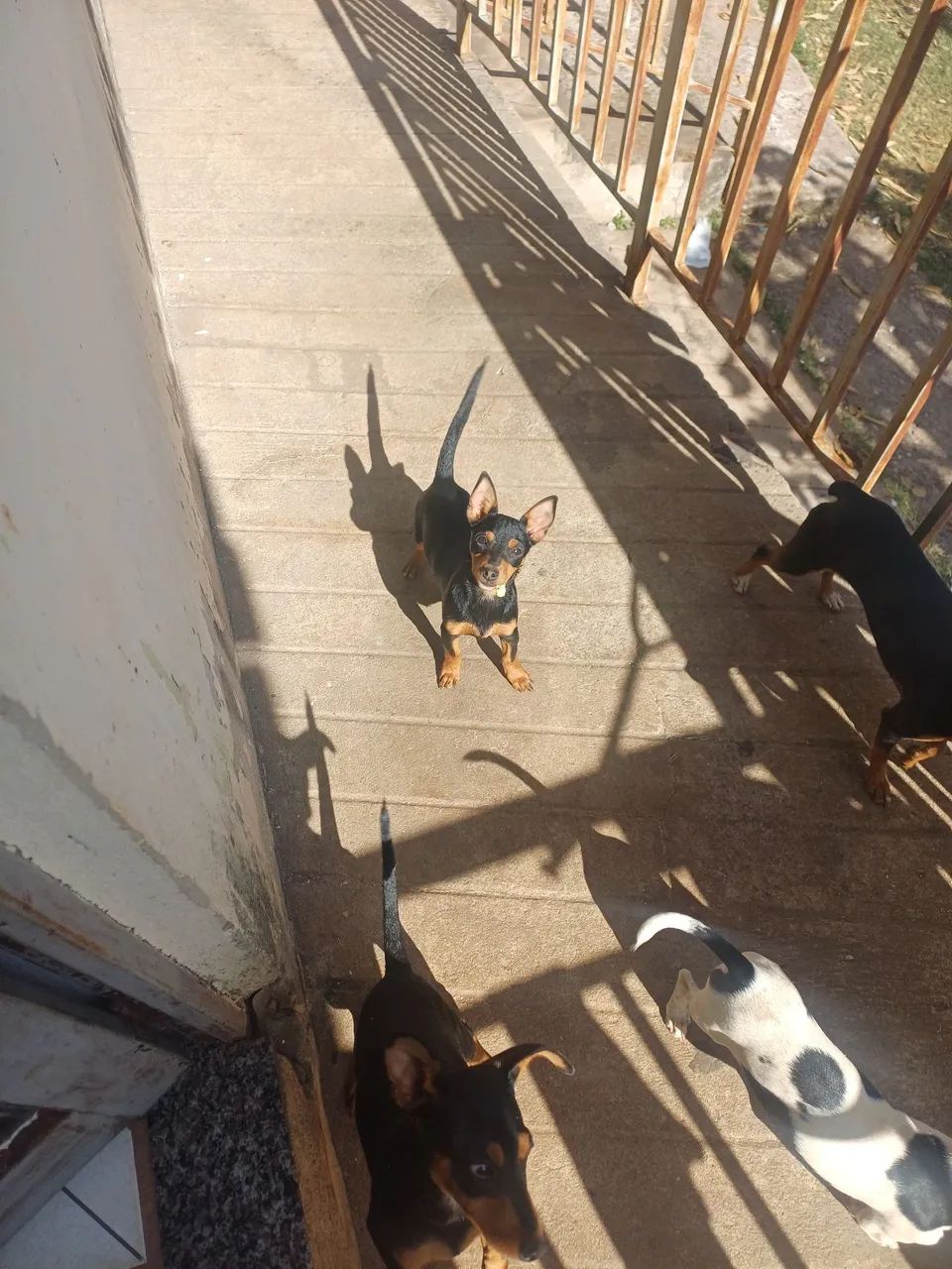 Filhotes para doação